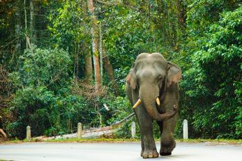 ช้างป่าออกหากินบนถนนธนะรัชต์